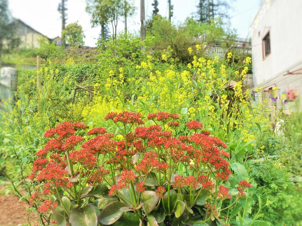 Sapa Local House Bed & Breakfast Exterior photo